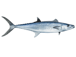 King Mackerel